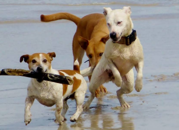 Psí výtržníci - Víkendový seminář
