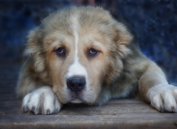 Hry na reaktivitu a sebekontrolu nejenom pro psí výtržníky - Intenzivní letní tábor